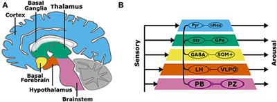 A Layered Control Architecture of Sleep and Arousal